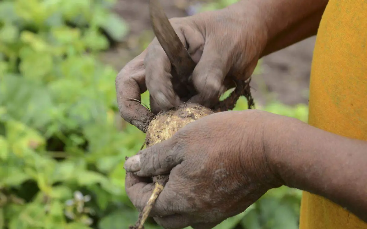 Cultivo de jícama por desaparecer ante nula economía 